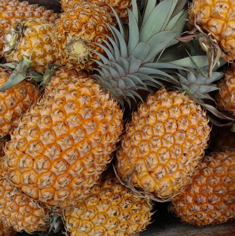 A bunch of ripe pineapples with spiky green tops and golden-yellow skin, piled together.