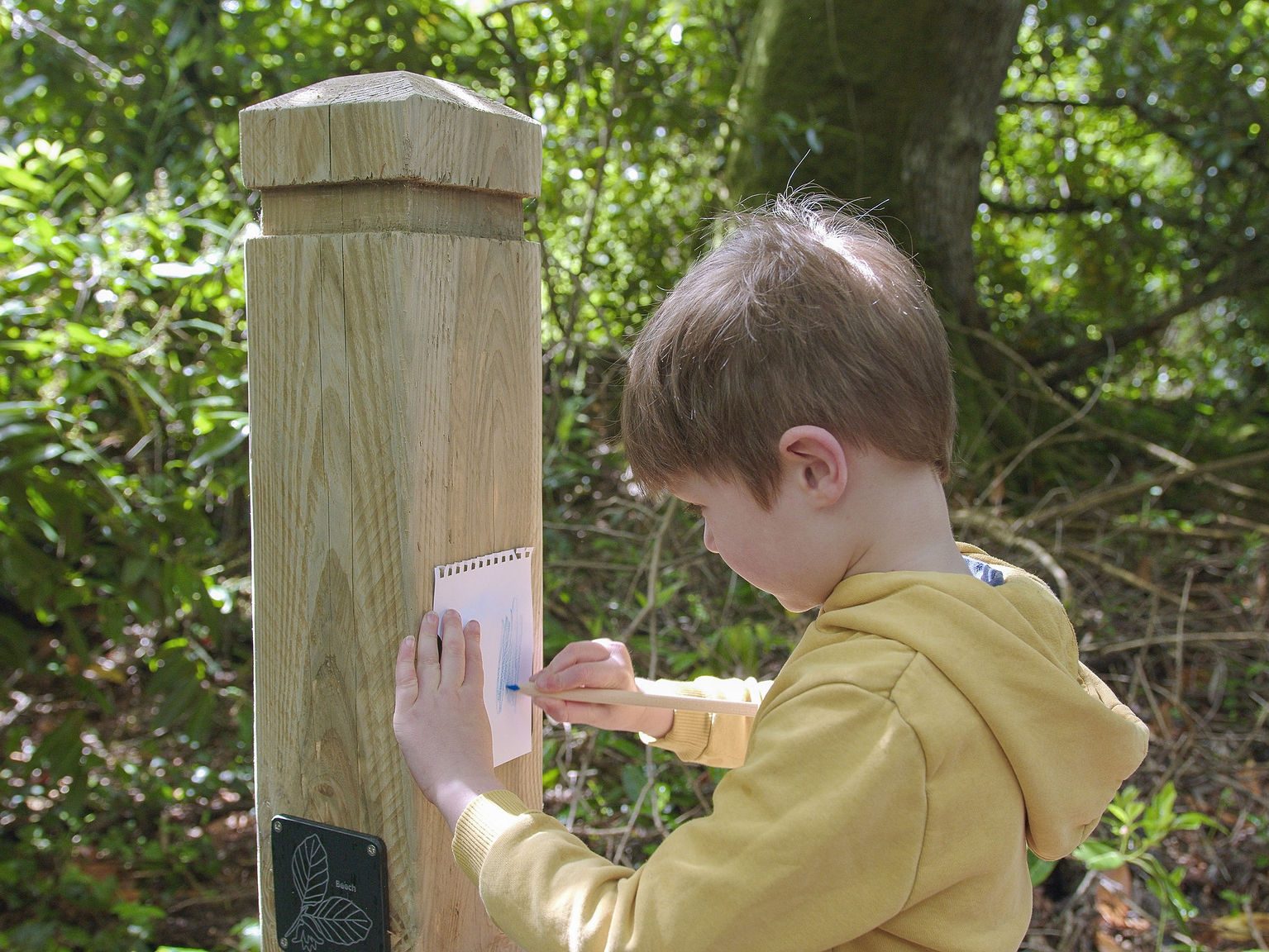 Child making a tree rubbing during the Woodland Walk at Strokestown Park.