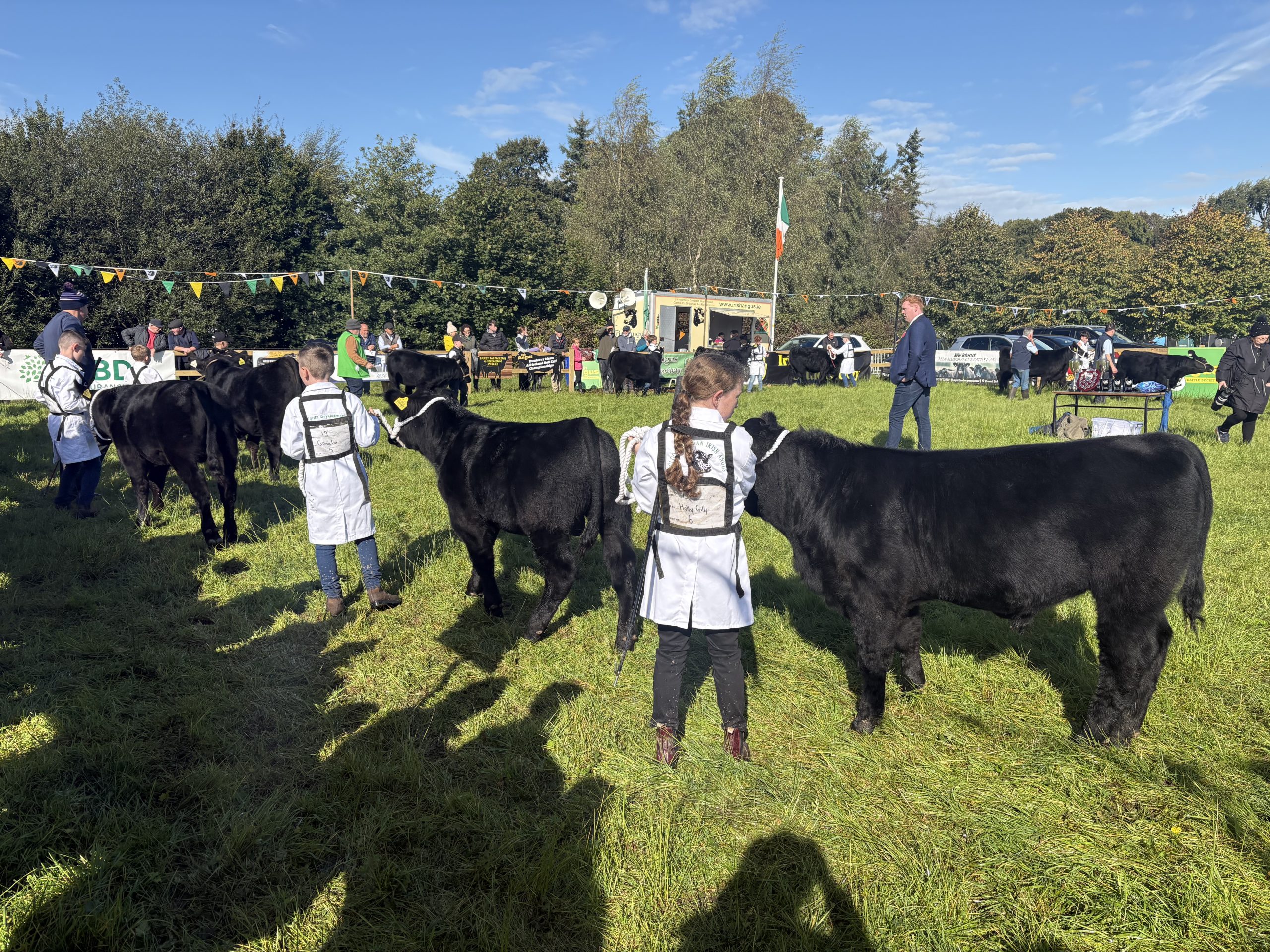 Three children showing cattle at Strokestown Agricultural Show.
