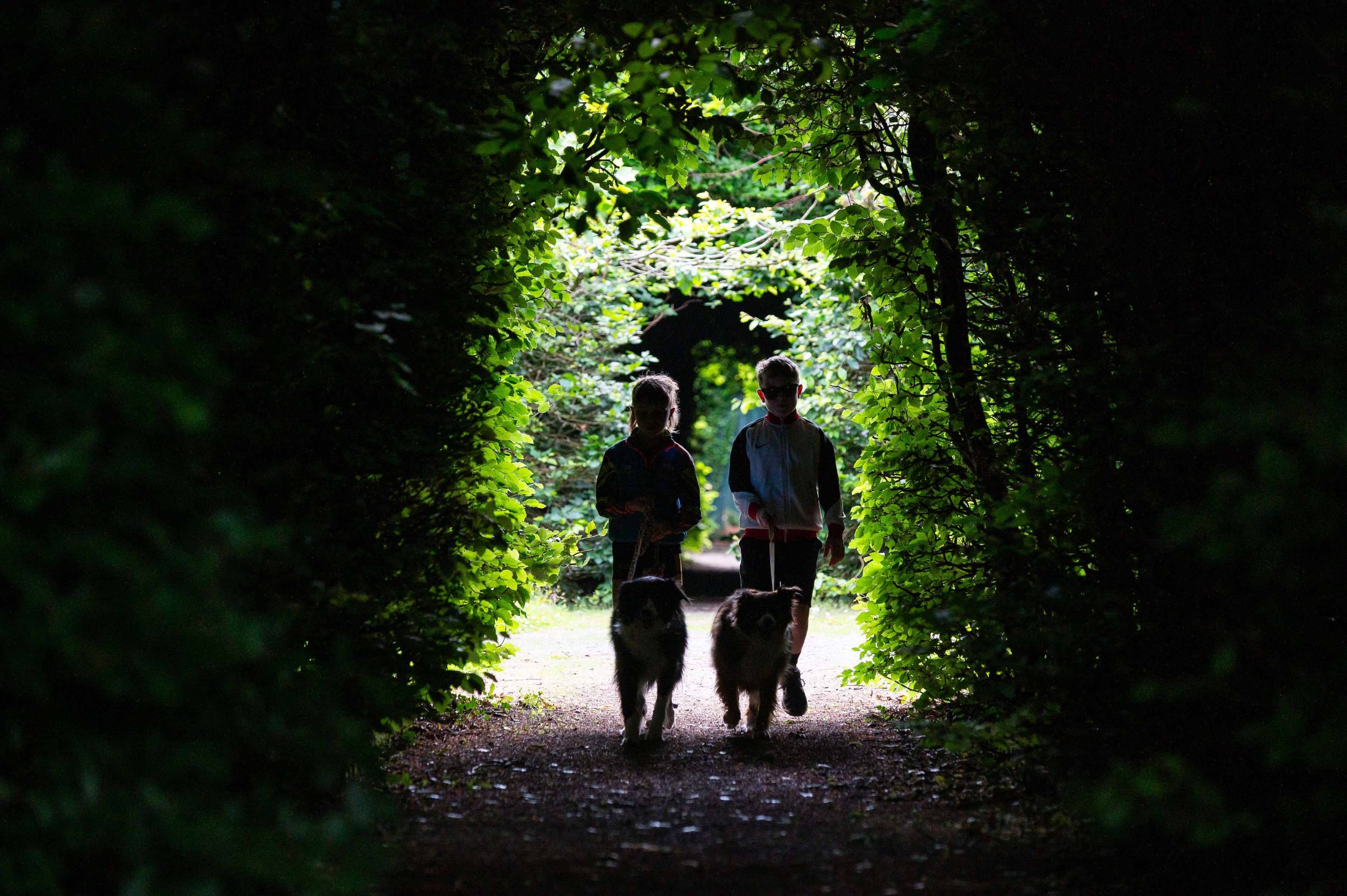 two young boys walk through woodland at Strokestown Park, each with a dog