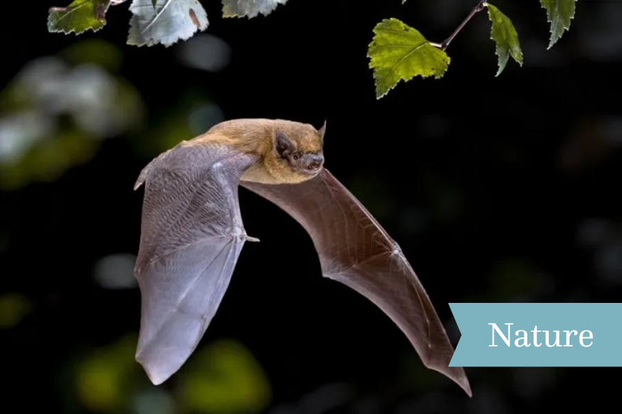 Bat in flight.